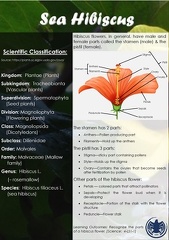 Sea Hibiscus 06