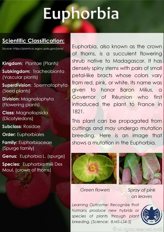 25 Euphorbia