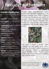 13 Pseuderanthemum
